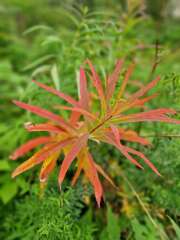 Year round Nigel Slater discussion thread Part 2