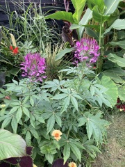 Anyone else planting a jungle/tropical garden?