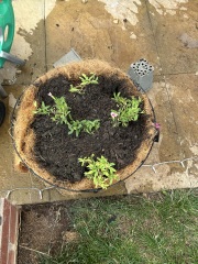 Can you identify these plants in hanging baskets