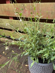 What is this please? And what do I do with it?