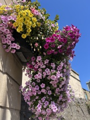 Can you identify these plants in hanging baskets