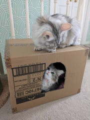 Siberian cat for household with cat allergies?