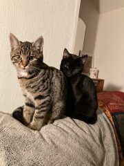 Young cat gone missing; handhold and other ideas please?