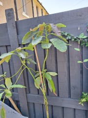 Avocado Plant Help!