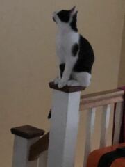 The One after the One where the Excellent Cats posed for a calendar