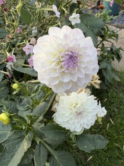 Who wants to look at my dahlias