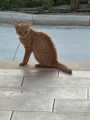 Chicken, Dreamies and Lickelix - the Excellent Cats form a disorderly queue