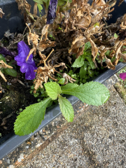 Another guess the plants?