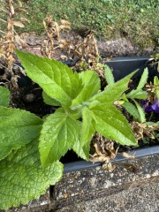 Another guess the plants?