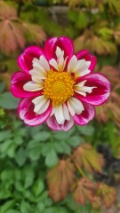Who wants to look at my dahlias