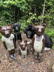 Adolescent Dog Survival Thread - welcome to the teenage wasteland