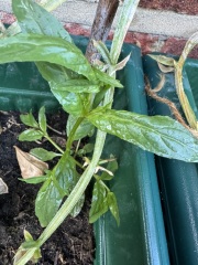 Another guess the plants?