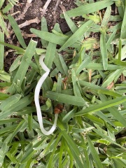 Please help me figure out what this is growing in my garden in Spain