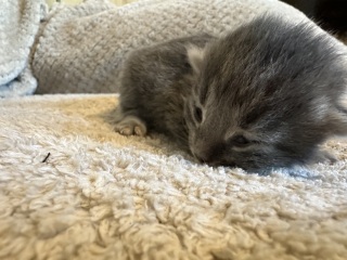 Pregnant foster cat…hopefully some kittens today