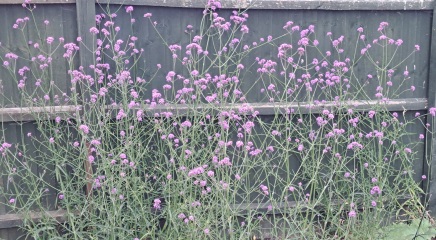 What are these?