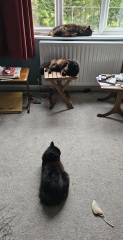 Chicken, Dreamies and Lickelix - the Excellent Cats form a disorderly queue