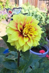Who wants to look at my dahlias