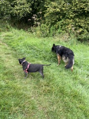 Dogs everywhere!