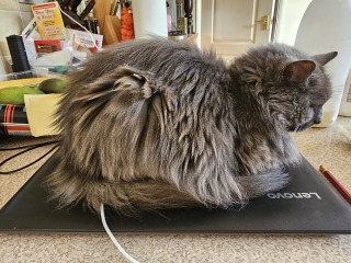 Chicken, Dreamies and Lickelix - the Excellent Cats form a disorderly queue