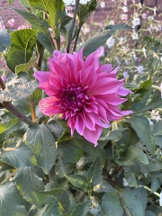 Who wants to look at my dahlias