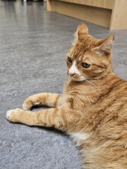 The One after the One where the Excellent Cats posed for a calendar