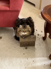 Cat jumped on baby! GP?