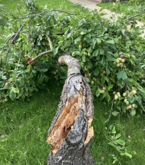 Plum tree damaged in winds