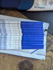 20dpo and concerned tests are not dark enough or progressing