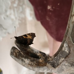 Crazy quotes? Regretting buying your fixer upper? Join me in home renovation rants!