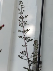 Wildflowers that have self-seeded in my garden