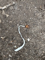 Please help me figure out what this is growing in my garden in Spain