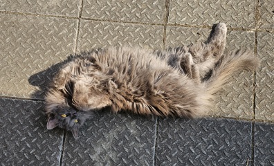 The One after the One where the Excellent Cats posed for a calendar