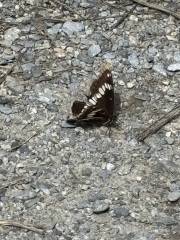 Come and tell us your dull and unexciting news 34: Calmly through the day