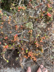 Something's wrong with my cotoneaster