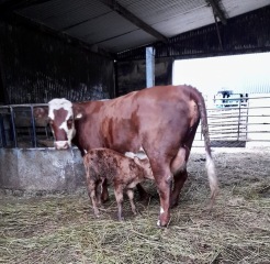 Questions about cows