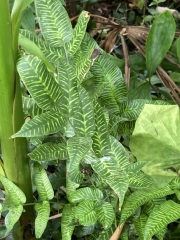 Anyone else planting a jungle/tropical garden?