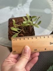 Can you identify these plants in hanging baskets