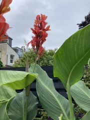 Anyone else planting a jungle/tropical garden?