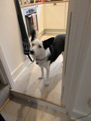 Dogs suddenly everywhere