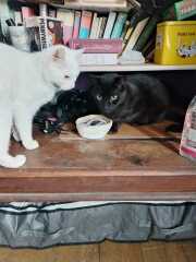 The One after the One where the Excellent Cats posed for a calendar