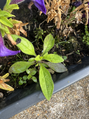 Another guess the plants?