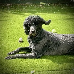 Thinking of getting a poodle cross?