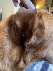 Just found a weird little growth under my Labrador’s ear - any advice before I call the vet pls?