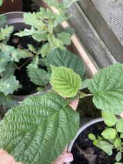 Is this a weed? Should I be pulling it out?