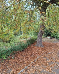 Year round Nigel Slater discussion thread Part 2