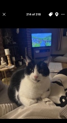 11 year old cat lost weight plus lump on back