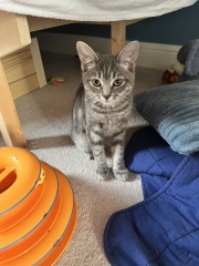 How much Applaws kitten dry food to feed alongside dry?