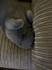 Sent some pictures of my cat to a few friends and they are saying he needs a vet..