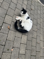 The One after the One where the Excellent Cats posed for a calendar