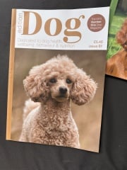 Thinking of getting a poodle cross?